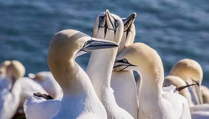 九游娱乐-塞尔维亚女篮在欧洲锦标赛中全力拼搏，享受荣誉时刻，塞尔维亚女篮球