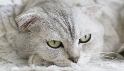 九游娱乐-塞尔维亚女篮在欧洲锦标赛中全力拼搏，享受荣誉时刻，塞尔维亚女篮球